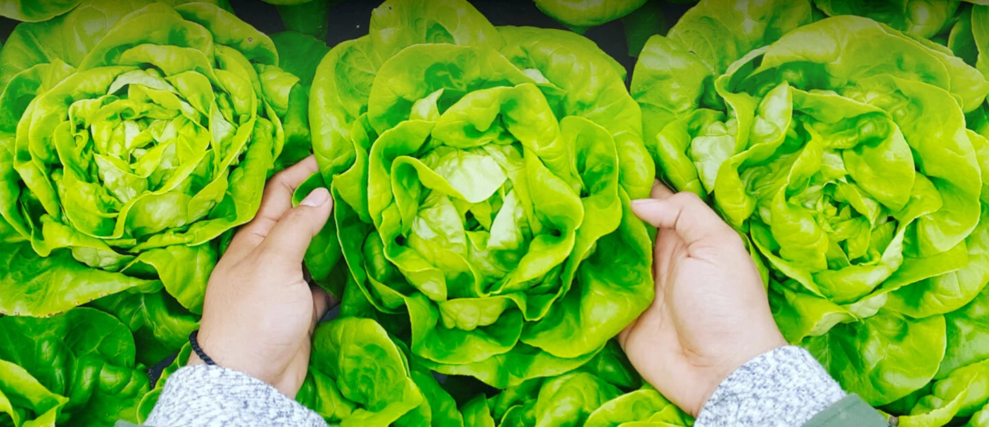Close-up of hands holding a head of green lettuce with more lettuce in the background.