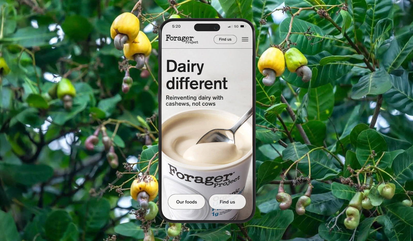 Phone displaying Forager app with cashew tree in the background
