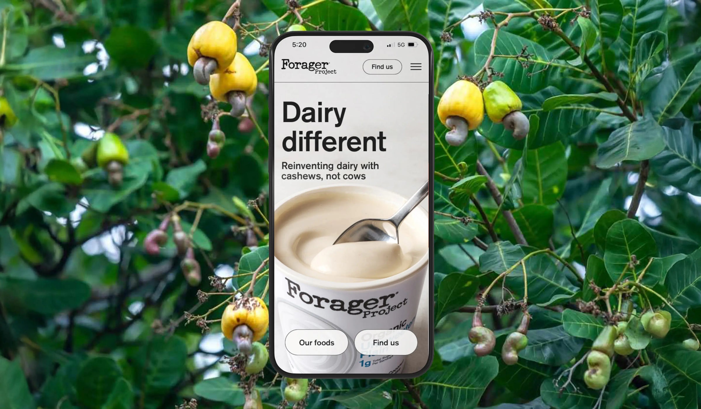 Phone displaying Forager app with cashew tree in the background